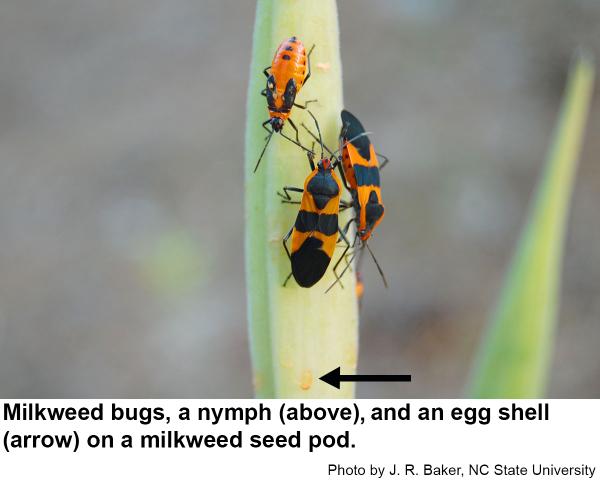 Milkweed bugs, a nymph and an egg shell on a milweed pod.